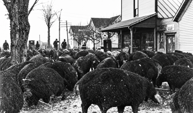 This shows the need, in those days, for a fence in front of each home, such as the fence in front of the Arthur Leugers home for many years. John Fortkamp Store is in the background. This photo is AI enhanced. Source: Pictorial Scenes And Early History Of Maria Stein Ohio
