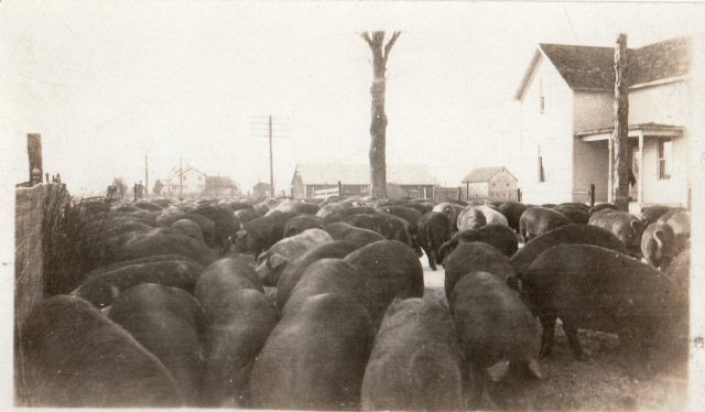 Kleinhenz Stockyard hog drive to Maria Stein, Ohio train station. Circa 1915. Caption: About 1915 - John Kleinhenz Stockyard in St. Rose driving hogs one mile down SR-119 to Maria Stein Station for shipment by train. The Knapke farm and Cyril Hausfeld home is in the background. (1999)